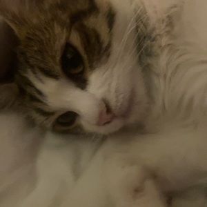 Meet your Posher, Kaila